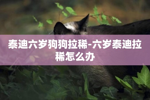 泰迪六歲狗狗拉稀-六歲泰迪拉稀怎么辦