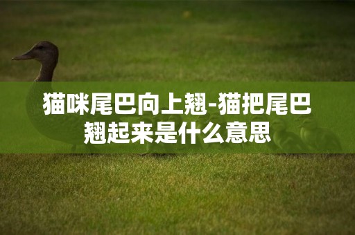 貓咪尾巴向上翹-貓把尾巴翹起來是什么意思