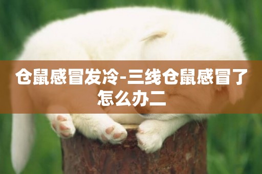 倉鼠感冒發冷-三線倉鼠感冒了怎么辦二