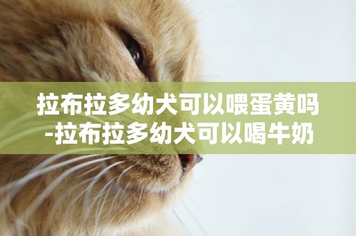 拉布拉多幼犬可以喂蛋黃嗎-拉布拉多幼犬可以喝牛奶嗎
