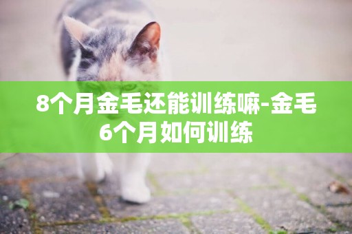 8個月金毛還能訓練嘛-金毛6個月如何訓練