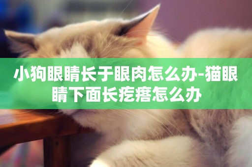 小狗眼睛長于眼肉怎么辦-貓眼睛下面長疙瘩怎么辦