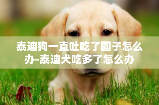 泰迪狗一直吐吃了圓子怎么辦-泰迪犬吃多了怎么辦
