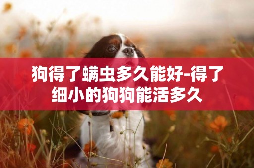 狗得了螨蟲多久能好-得了細小的狗狗能活多久
