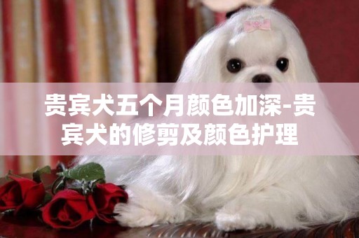 貴賓犬五個月顏色加深-貴賓犬的修剪及顏色護理