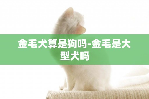 金毛犬算是狗嗎-金毛是大型犬嗎