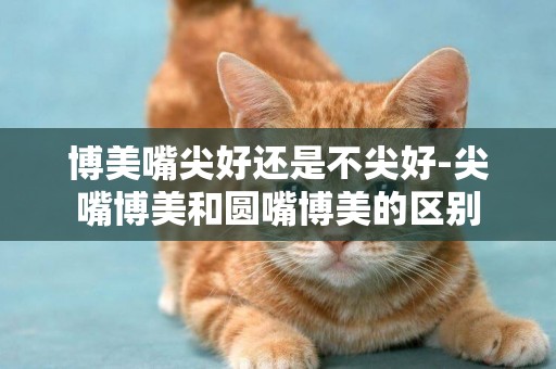 博美嘴尖好還是不尖好-尖嘴博美和圓嘴博美的區別