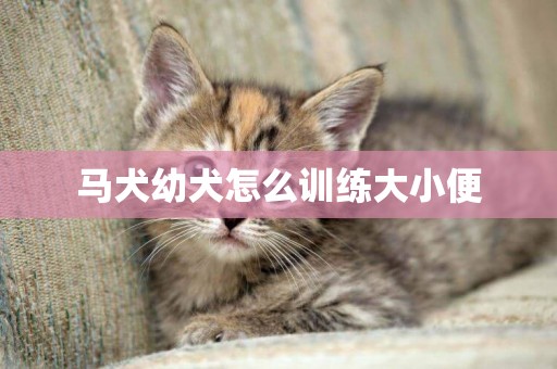 馬犬幼犬怎么訓練大小便