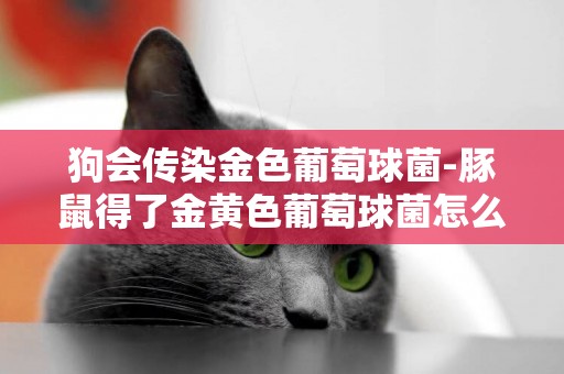 狗會傳染金色葡萄球菌-豚鼠得了金黃色葡萄球菌怎么辦