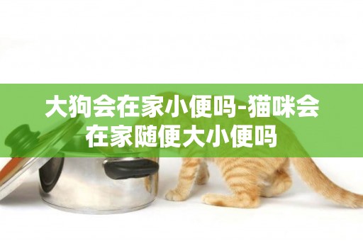大狗會在家小便嗎-貓咪會在家隨便大小便嗎