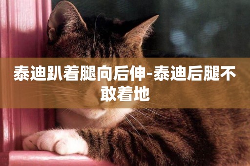 泰迪趴著腿向后伸-泰迪后腿不敢著地