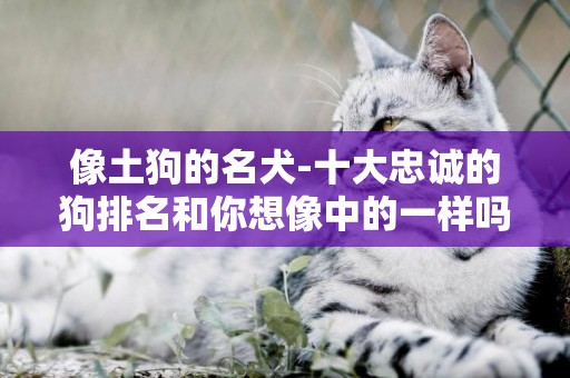 像土狗的名犬-十大忠誠的狗排名和你想像中的一樣嗎