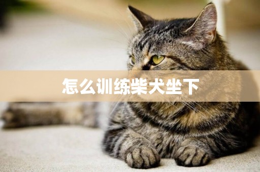 怎么訓練柴犬坐下