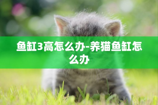 魚缸3高怎么辦-養貓魚缸怎么辦
