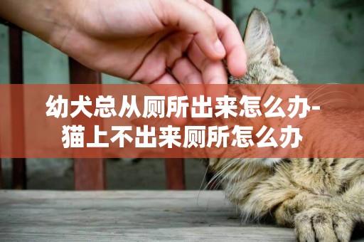 幼犬總從廁所出來怎么辦-貓上不出來廁所怎么辦