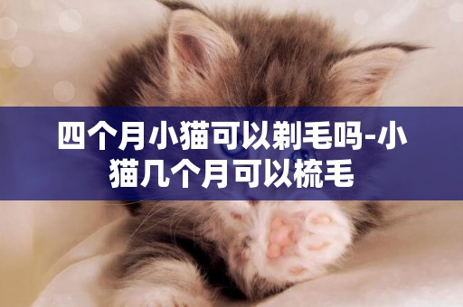 四個月小貓可以剃毛嗎-小貓幾個月可以梳毛