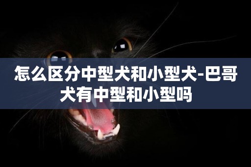 怎么區分中型犬和小型犬-巴哥犬有中型和小型嗎