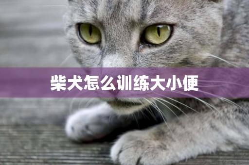 柴犬怎么訓練大小便