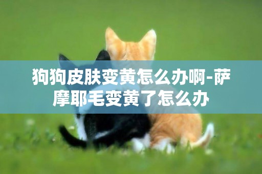 狗狗皮膚變黃怎么辦啊-薩摩耶毛變黃了怎么辦