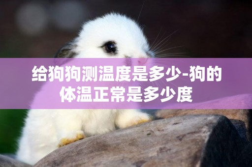 給狗狗測溫度是多少-狗的體溫正常是多少度