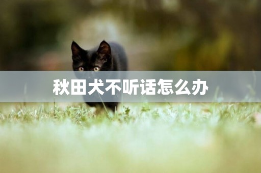 秋田犬不聽話怎么辦