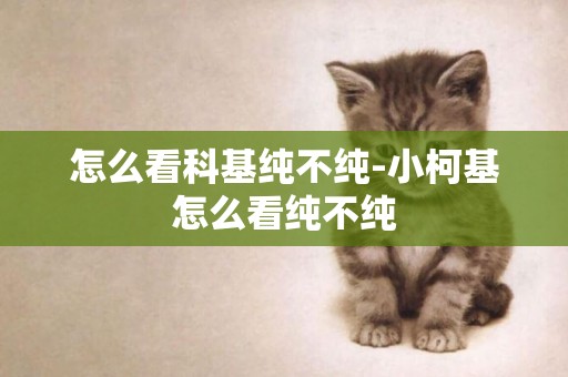 怎么看科基純不純-小柯基怎么看純不純