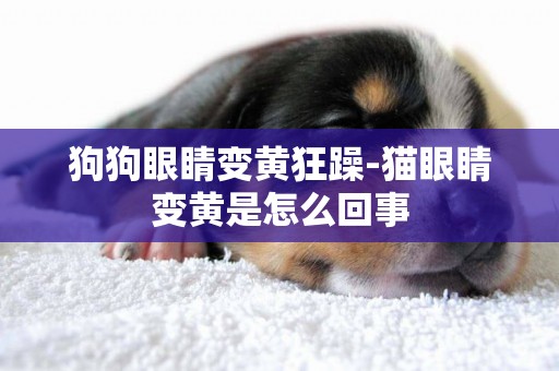 狗狗眼睛變黃狂躁-貓眼睛變黃是怎么回事