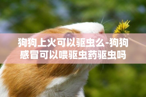 狗狗上火可以驅蟲么-狗狗感冒可以喂驅蟲藥驅蟲嗎