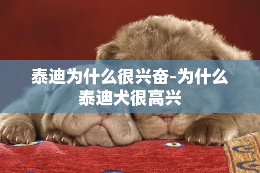 泰迪為什么很興奮-為什么泰迪犬很高興