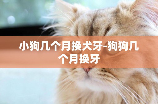 小狗幾個月換犬牙-狗狗幾個月換牙