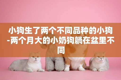 小狗生了兩個不同品種的小狗-兩個月大的小奶狗躺在盆里不同