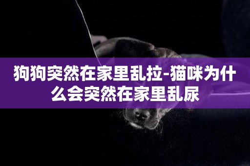 狗狗突然在家里亂拉-貓咪為什么會突然在家里亂尿