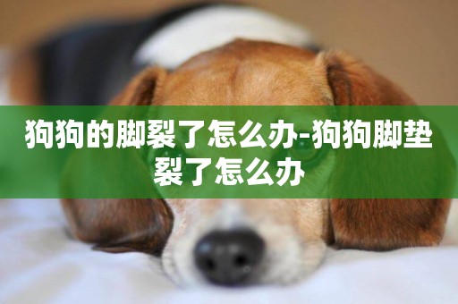 狗狗的腳裂了怎么辦-狗狗腳墊裂了怎么辦