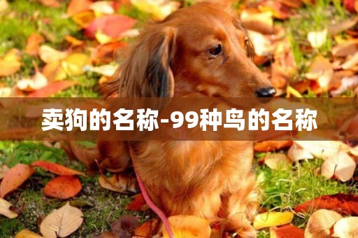 賣狗的名稱-99種鳥的名稱