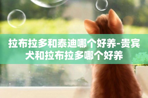 拉布拉多和泰迪哪個好養-貴賓犬和拉布拉多哪個好養