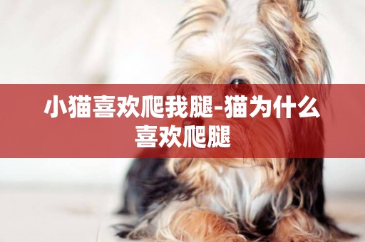 小貓喜歡爬我腿-貓為什么喜歡爬腿