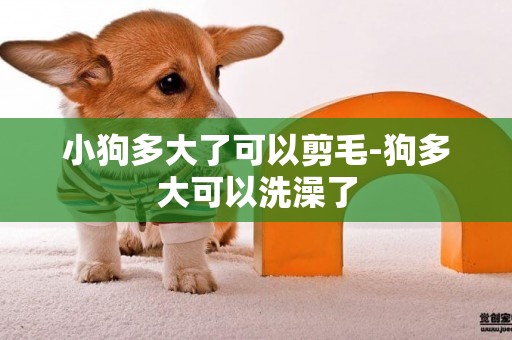 小狗多大了可以剪毛-狗多大可以洗澡了