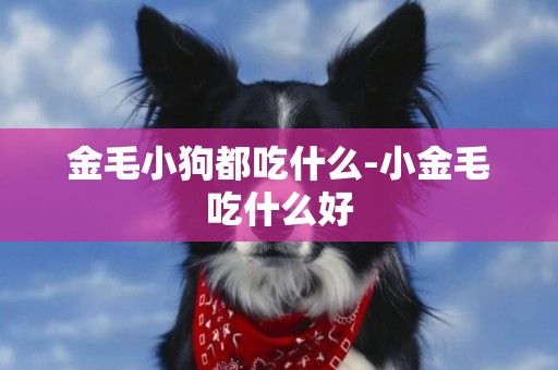 金毛小狗都吃什么-小金毛吃什么好