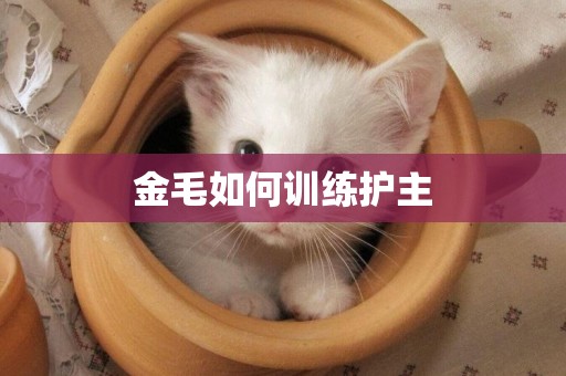 金毛如何訓練護主