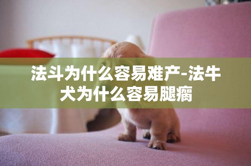 法斗為什么容易難產-法牛犬為什么容易腿瘸