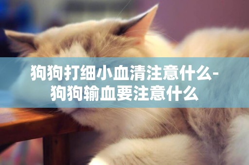 狗狗打細小血清注意什么-狗狗輸血要注意什么
