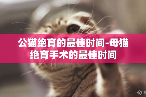 公貓絕育的最佳時間-母貓絕育手術的最佳時間