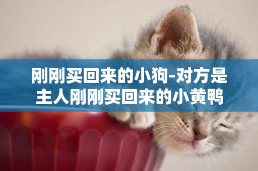 剛剛買回來的小狗-對方是主人剛剛買回來的小黃鴨