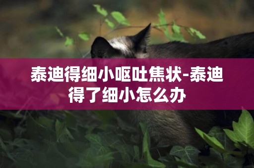 泰迪得細小嘔吐焦狀-泰迪得了細小怎么辦