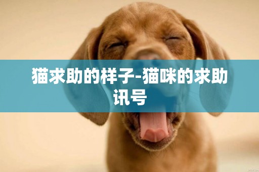 貓求助的樣子-貓咪的求助訊號