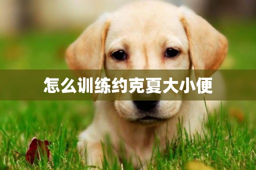 怎么訓練約克夏大小便