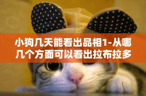 小狗幾天能看出品相1-從哪幾個方面可以看出拉布拉多品相
