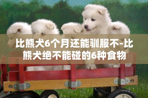 比熊犬6個月還能馴服不-比熊犬絕不能碰的6種食物