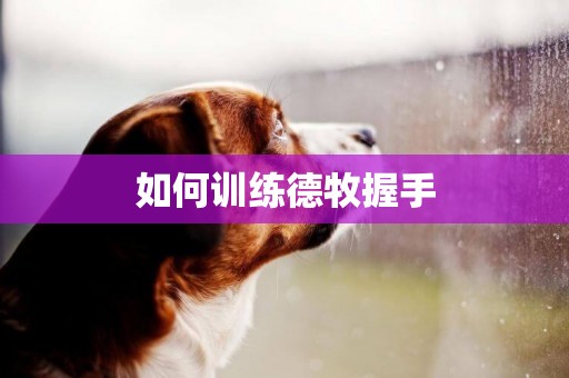 如何訓練德牧握手
