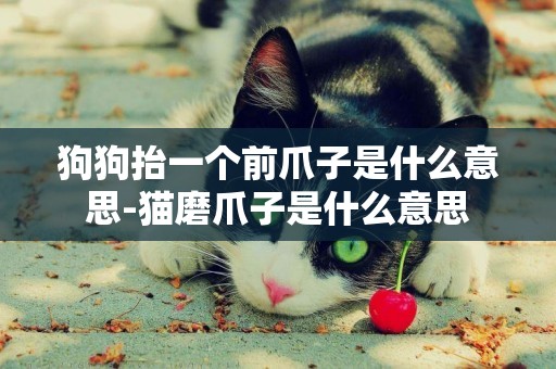 狗狗抬一個前爪子是什么意思-貓磨爪子是什么意思